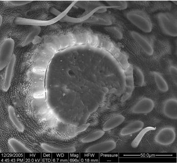 Media type: image;   Invertebrate Zoology 134654